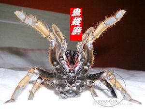 鬼推磨封面